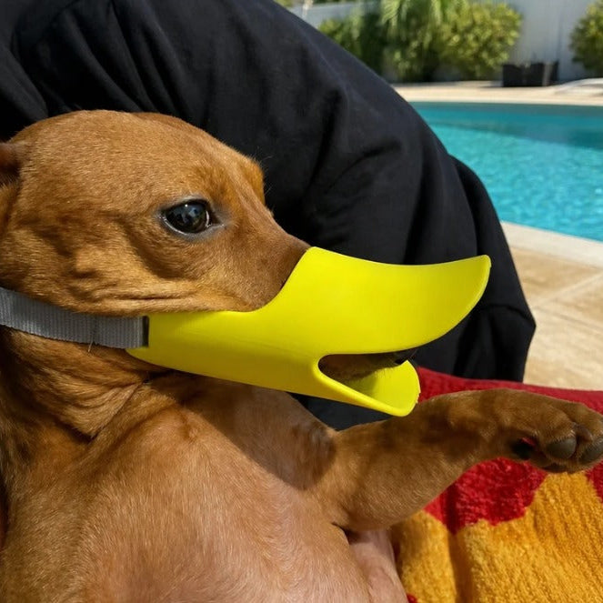 Silent duck